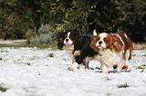 CAVALIER KING CHARLES 524